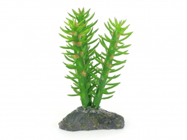 Kaktus 3-fach - 14cm